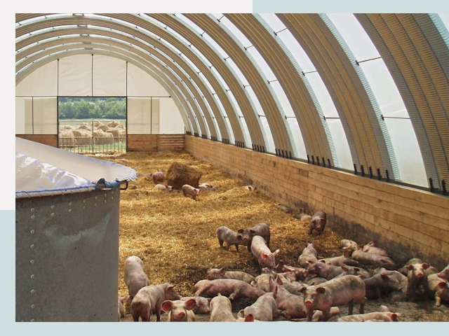 Строительство свинарников в Щёлкове